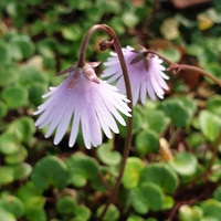 Soldanella 'Spring Symphony'